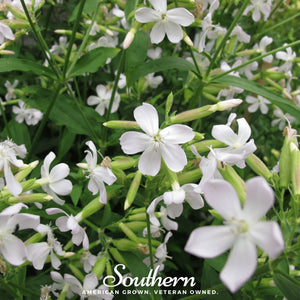 Soapwort Seeds