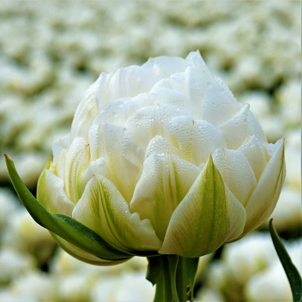 Tulip Mount Tacoma Bulbs – Fragrant White Double Late Tulips