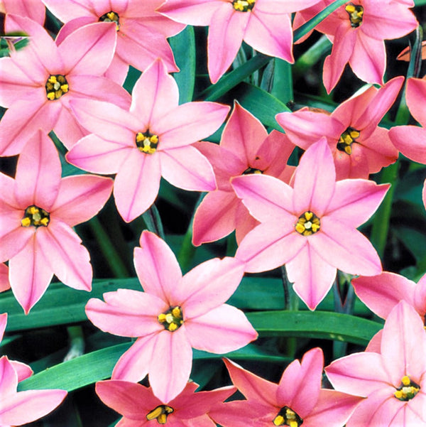 Charlotte Bishop Starflower Bulbs | Pink Ipheion Flowers