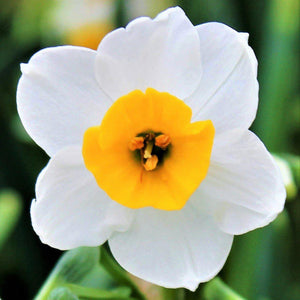Narcissus - Daffodil Canaliculatus