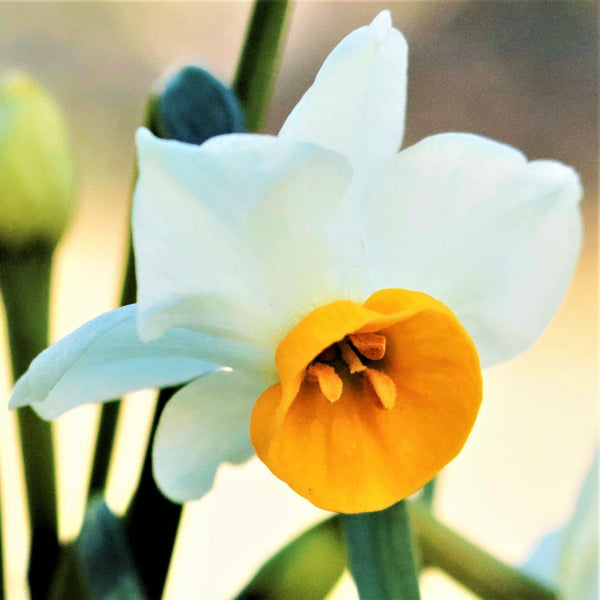 Chinese Sacred Lily Narcissus Bulbs