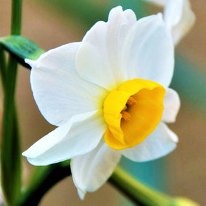 Chinese Sacred Lily Narcissus Bulbs