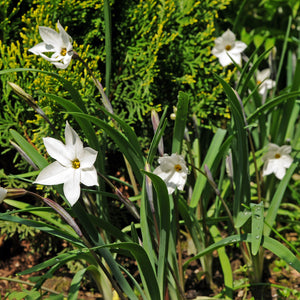Starflower Alberto Castillo Bulbs – Fragrant White Spring Flowers