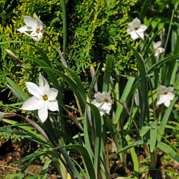 Starflower Alberto Castillo Bulbs – Fragrant White Spring Flowers