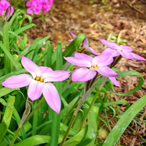 Charlotte Bishop Starflower Bulbs | Pink Ipheion Flowers