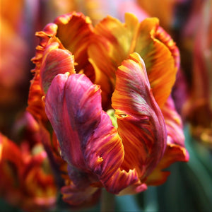 Blumex Parrot Tulip Bulbs | Multicolor Spring Tulips