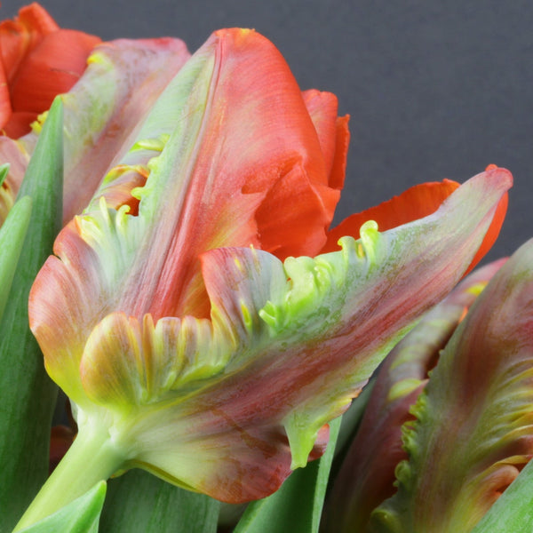 Blumex Parrot Tulip Bulbs | Multicolor Spring Tulips