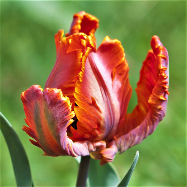 Blumex Parrot Tulip Bulbs | Multicolor Spring Tulips