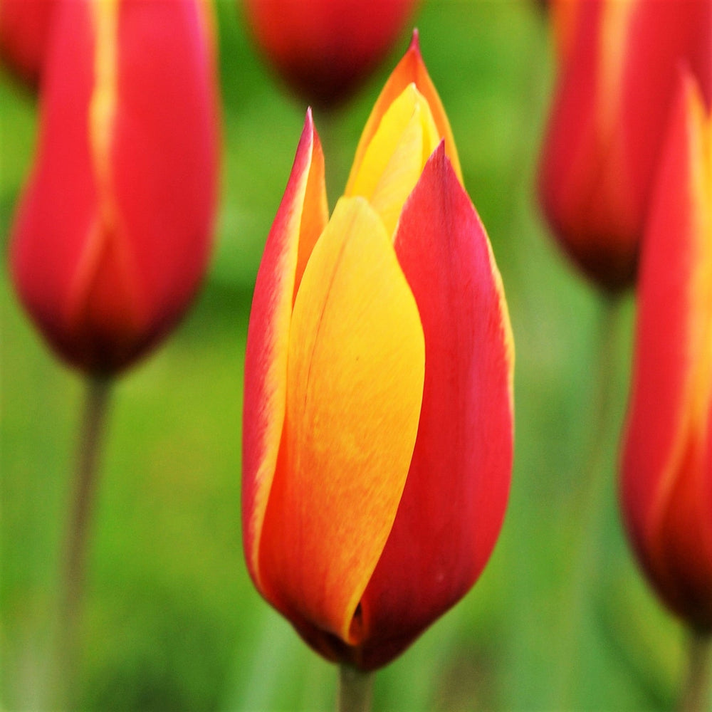 Tulipa Clusiana Chrysantha Bulbs