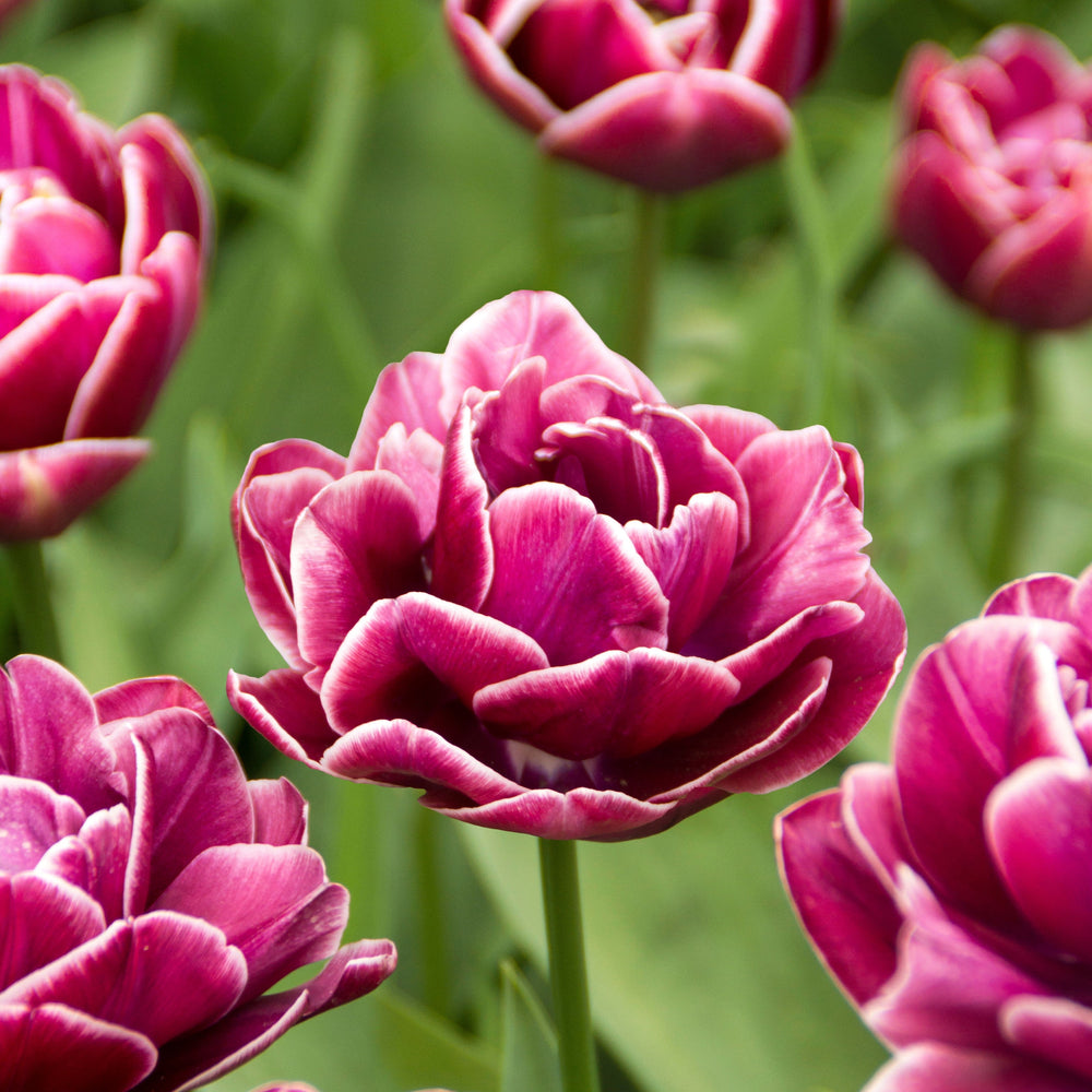 Dream Touch Double Late Tulip Bulbs – Deep Rose & White
