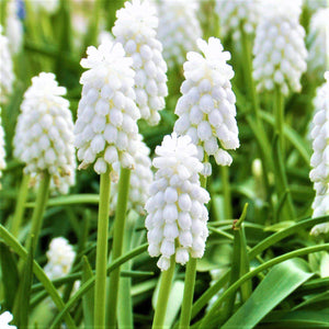 Siberian Tiger Grape Hyacinth Bulbs | White Muscari