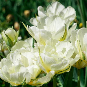 Tulip Mount Tacoma Bulbs – Fragrant White Double Late Tulips