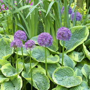 Allium Aflatunense Purple Sensation Bulbs – Giant Allium