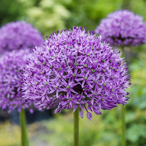 Allium Aflatunense Purple Sensation Bulbs – Giant Allium