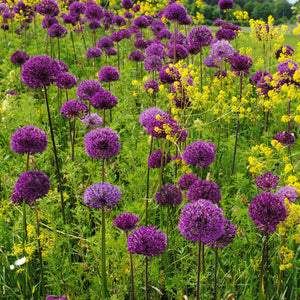 Allium Aflatunense Purple Sensation Bulbs – Giant Allium