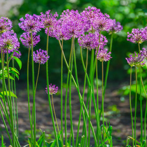 Allium Aflatunense Purple Sensation Bulbs – Giant Allium