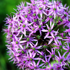 Allium Aflatunense Purple Sensation Bulbs – Giant Allium