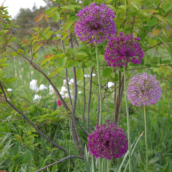 Allium Aflatunense Purple Sensation Bulbs – Giant Allium