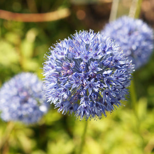 Ocean Magic Allium Bulbs | Blue & White Flower Mix