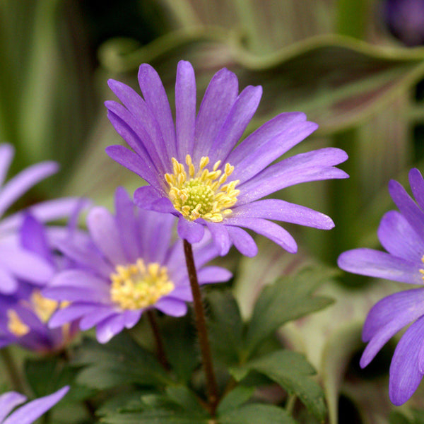 Blanda Blue Anemone & White Hyacinth Bulbs