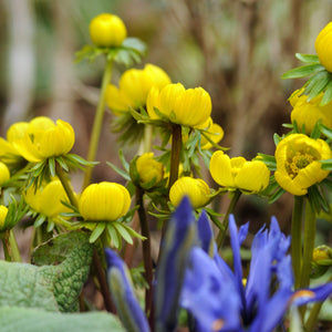 Winter Aconite & Snowdrop Bulbs