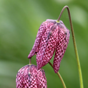 Checkered Lily Fritillaria Meleagris Bulbs