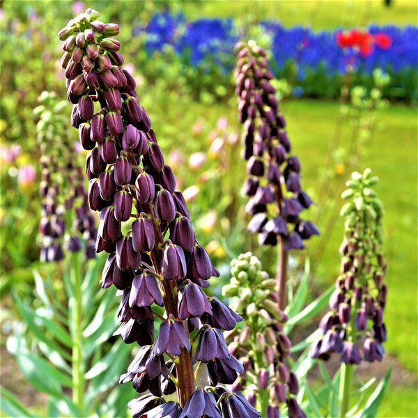 Fritillaria Persica Plum Bells Bulbs