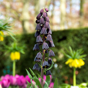 Fritillaria Persica Plum Bells Bulbs