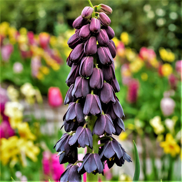 Fritillaria Persica Plum Bells Bulbs