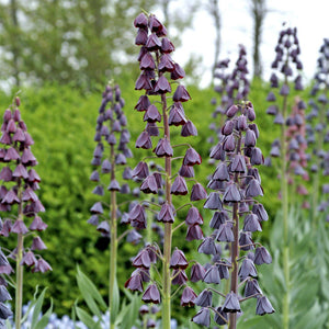 Fritillaria Persica Plum Bells Bulbs