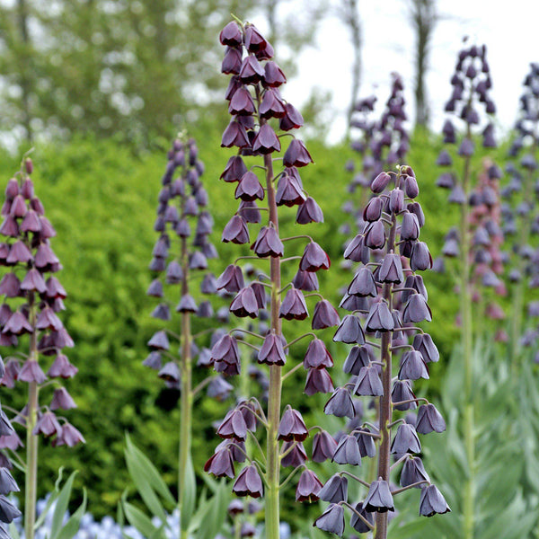 Fritillaria Persica Plum Bells Bulbs
