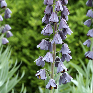Fritillaria Persica Plum Bells Bulbs