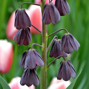 Fritillaria Persica Plum Bells Bulbs