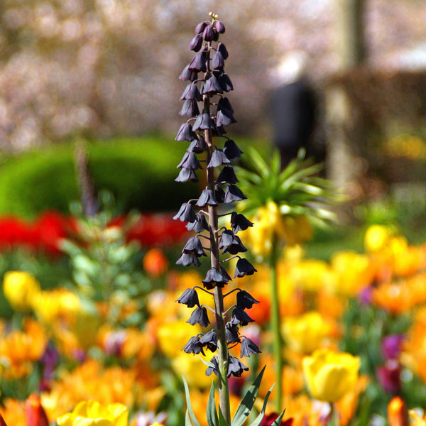 Fritillaria Persica Plum Bells Bulbs