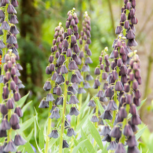 Fritillaria Persica Plum Bells Bulbs