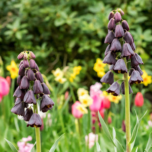 Fritillaria Persica Plum Bells Bulbs