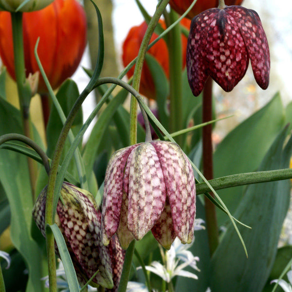 Checkered Lily Fritillaria Meleagris Bulbs