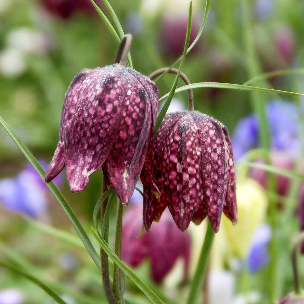 Checkered Lily Fritillaria Meleagris Bulbs