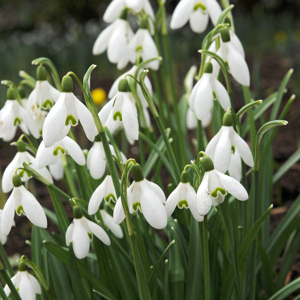 Winter Aconite & Snowdrop Bulbs