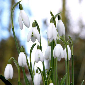 Winter Aconite & Snowdrop Bulbs