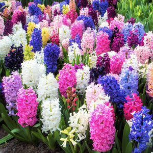 Fragrant Path Mix Multicolor Hyacinth Bulbs