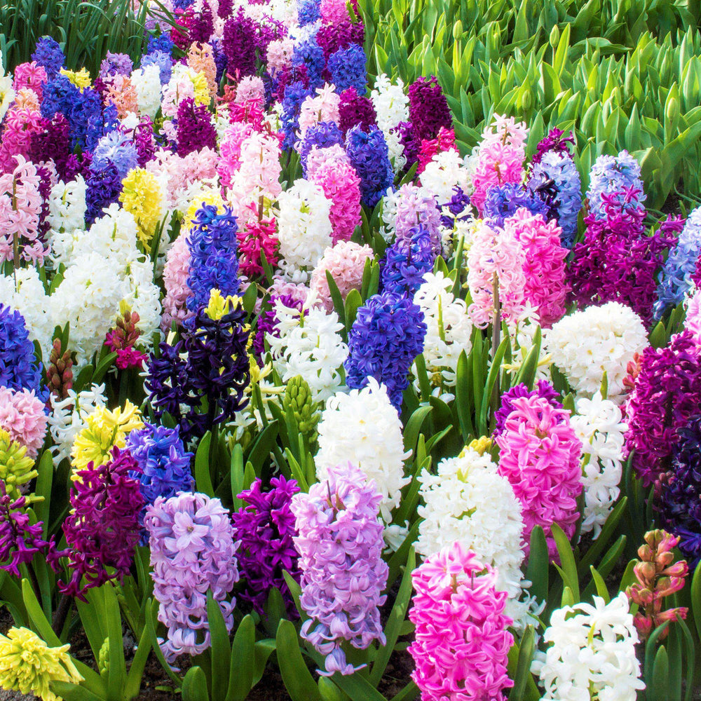 Fragrant Path Mix Multicolor Hyacinth Bulbs