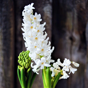 Blanda Blue Anemone & White Hyacinth Bulbs
