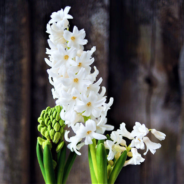 Blanda Blue Anemone & White Hyacinth Bulbs
