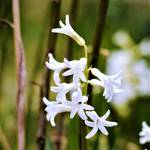 Blanda Blue Anemone & White Hyacinth Bulbs