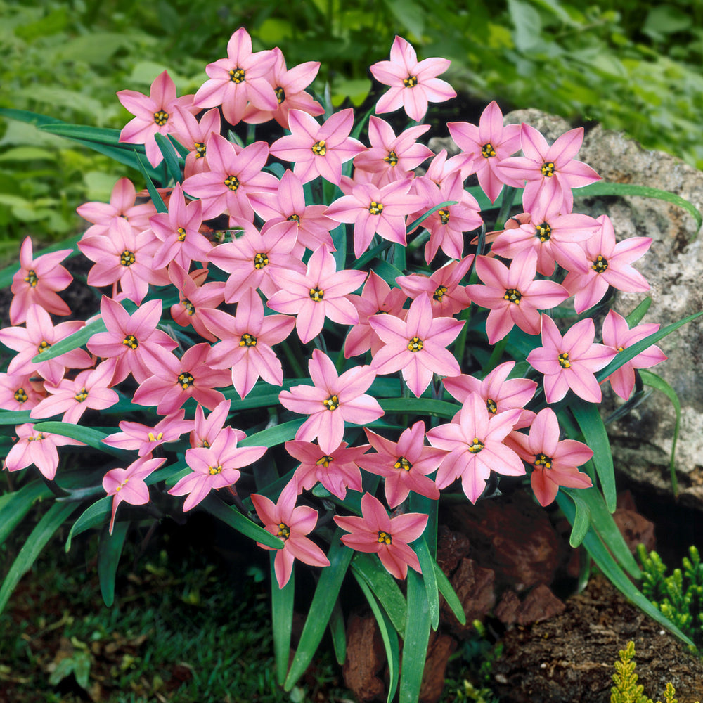 Charlotte Bishop Starflower Bulbs | Pink Ipheion Flowers