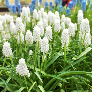 Siberian Tiger Grape Hyacinth Bulbs | White Muscari