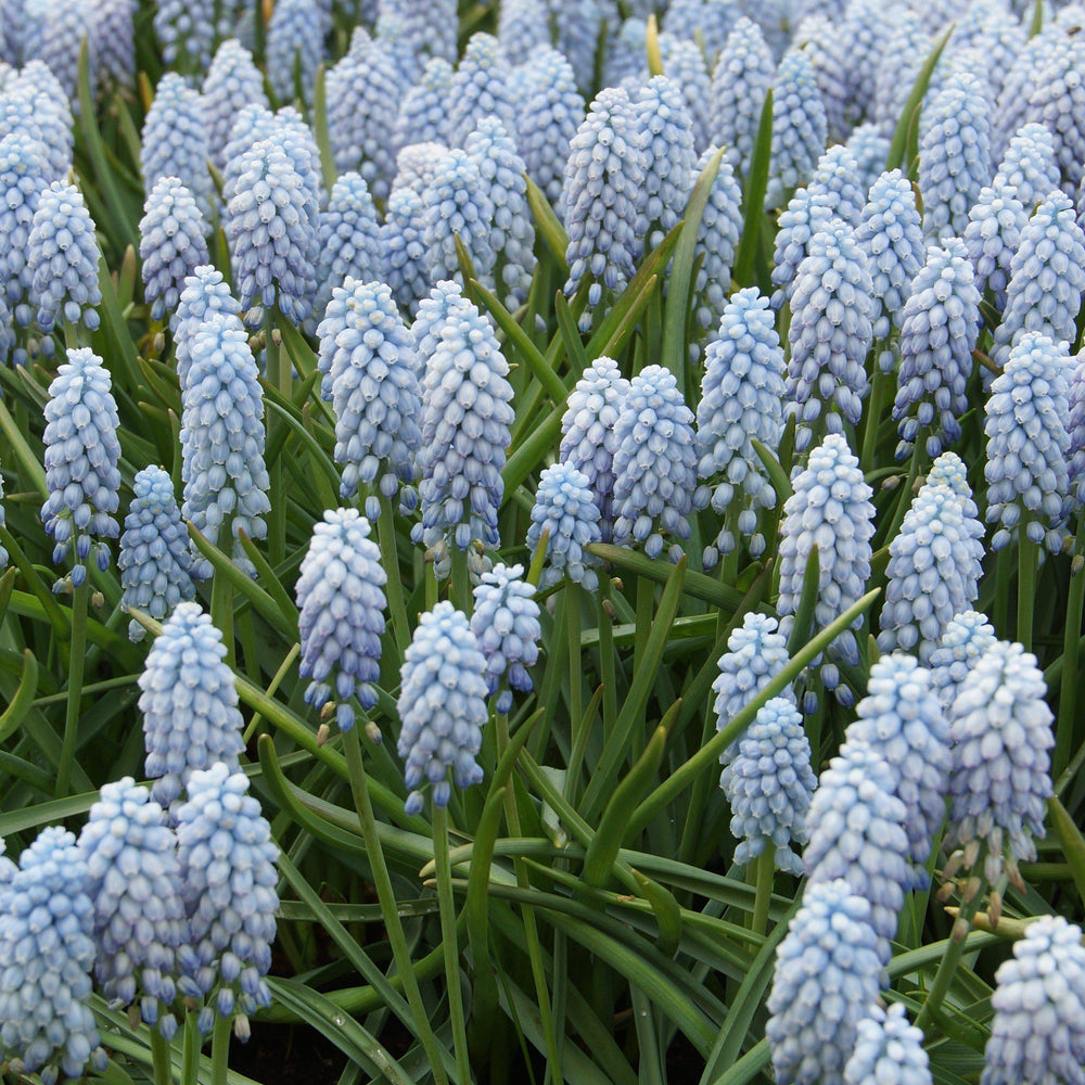Valerie Finnis Grape Hyacinth Bulbs