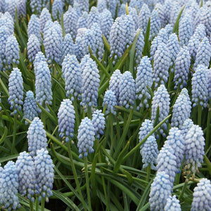Valerie Finnis Grape Hyacinth Bulbs