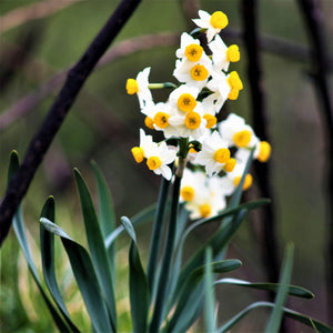 Narcissus - Daffodil Canaliculatus